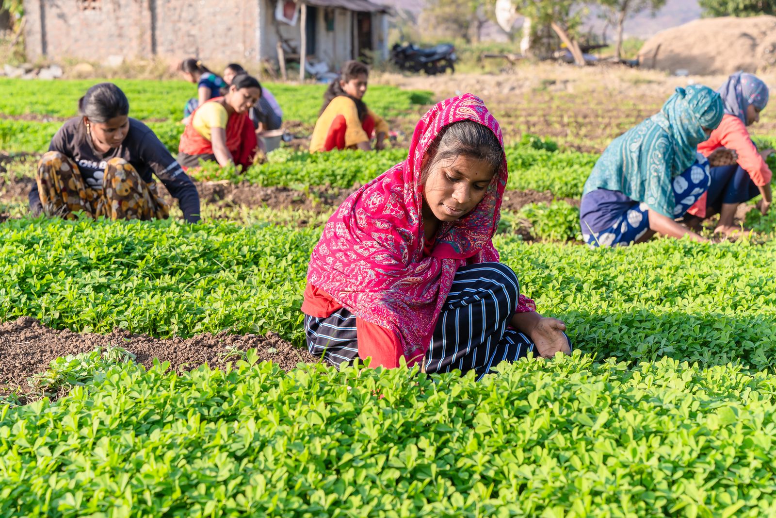 Farmers working together in a green field